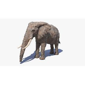 Elephant 3D model